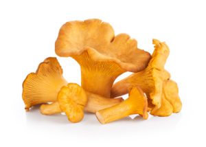 Distribuzione e Vendita di Funghi - Ma.Pr.I.Com. S.p.a.